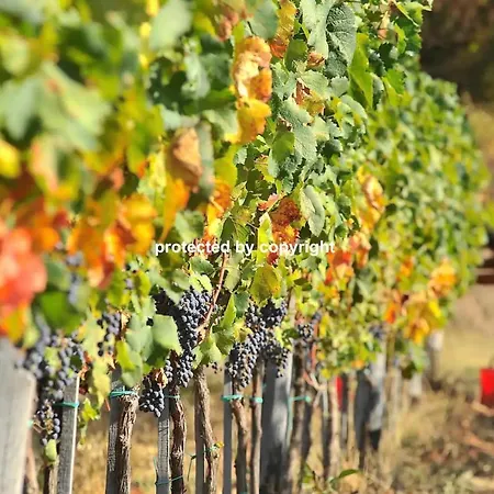 Luxury Among Vineyards Holiday home